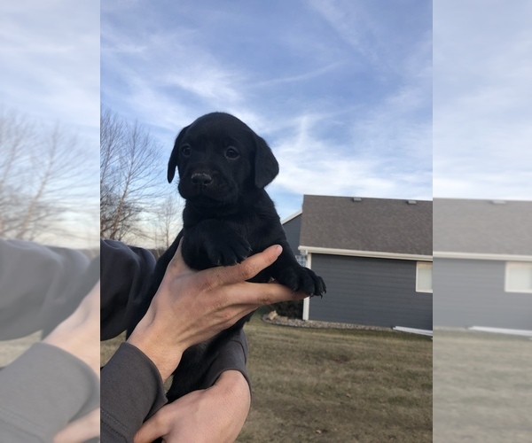 Medium Photo #1 Labrador Retriever Puppy For Sale in GRANGER, IA, USA
