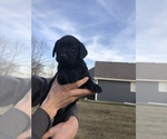 Small Photo #1 Labrador Retriever Puppy For Sale in GRANGER, IA, USA