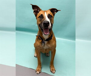 Boxador Dogs for adoption in Fort Collins, CO, USA