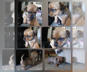 Chiweenie Puppy for sale in OCEANSIDE, CA, USA