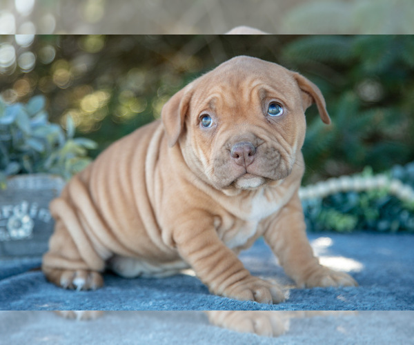 Medium Photo #15 American Bully Puppy For Sale in TOPEKA, IN, USA