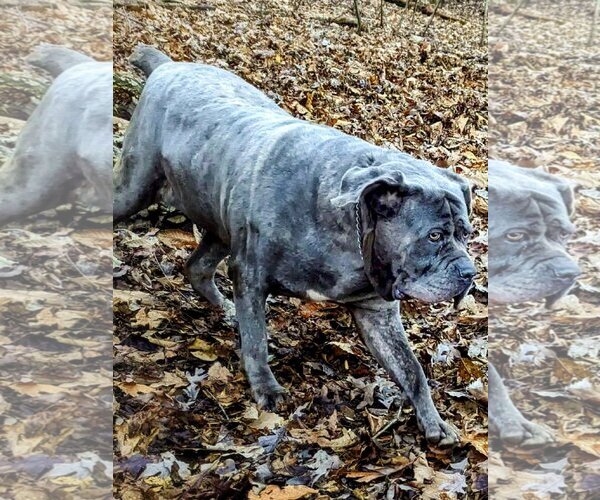 Medium Photo #2 Neapolitan Mastiff-Unknown Mix Puppy For Sale in Ellisville, MO, USA