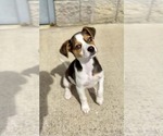 Small #1 Beagle Mix