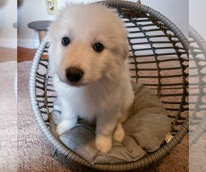 Great Pyrenees Puppy for sale in FAYETTEVILLE, NC, USA