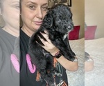 Small #28 Bernedoodle