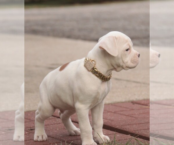 Medium Photo #2 Boxer Puppy For Sale in SHIPSHEWANA, IN, USA