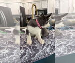 Small #5 Huskies  Mix