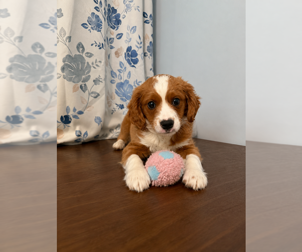Medium Photo #9 Cavapoo (Miniature) Puppy For Sale in DURHAM, CT, USA