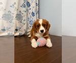 Small #8 Cavapoo (Miniature)