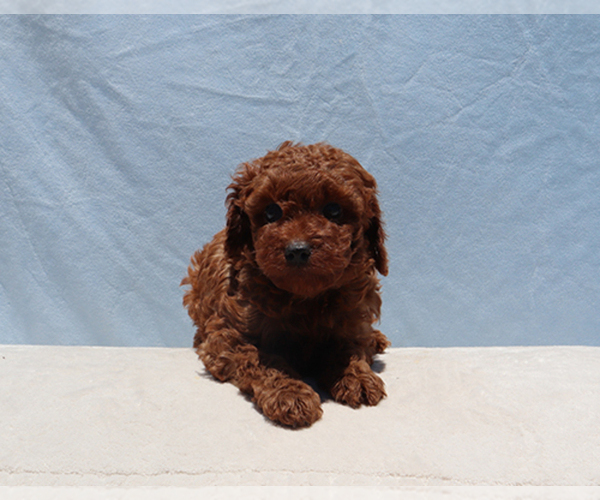 Medium Photo #8 Poodle (Toy) Puppy For Sale in LOS ANGELES, CA, USA