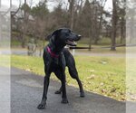 Small Photo #2 Great Dane-Labrador Retriever Mix Puppy For Sale in Arlington, VA, USA