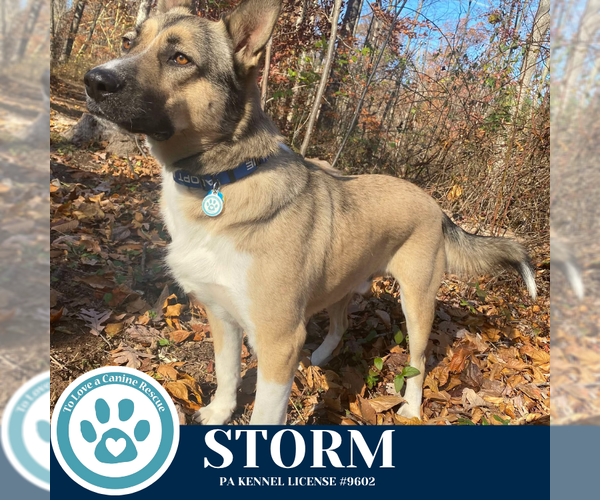 Medium Photo #5 Gerberian Shepsky Puppy For Sale in Kimberton, PA, USA