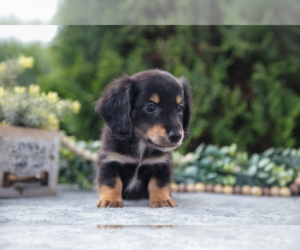 Medium Photo #2 Dachshund Puppy For Sale in GOSHEN, IN, USA