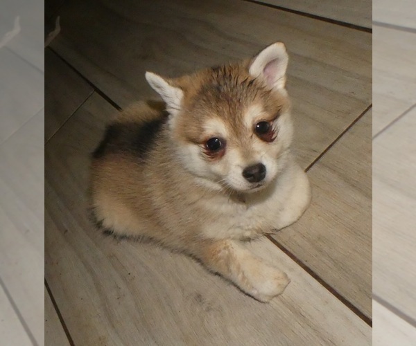 Medium Photo #5 Alaskan Klee Kai-Shiba Inu Mix Puppy For Sale in BANDON, OR, USA