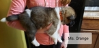 Small Photo #14 Akita Puppy For Sale in HUTCHINSON, MN, USA