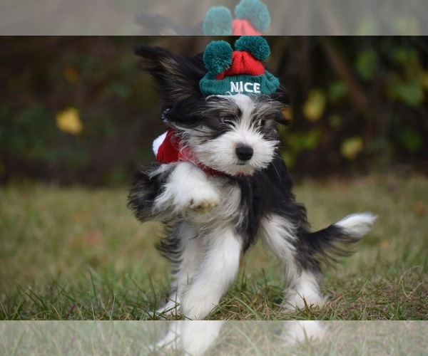 Medium Photo #1 Auss-Tzu Puppy For Sale in PALM COAST, FL, USA