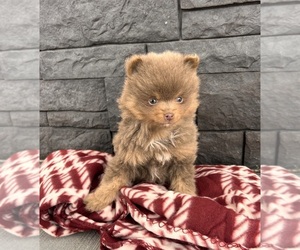 Pomeranian Puppy for sale in MIDDLEBURY, IN, USA