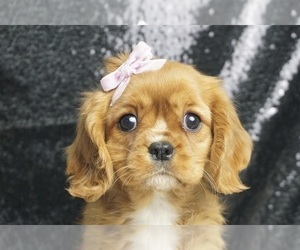 Cavalier King Charles Spaniel Puppy for Sale in WARSAW, Indiana USA