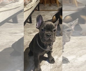 French Bulldog Puppy for sale in BROOKLYN, NY, USA