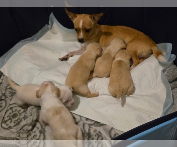 Medium Photo #1 Chiweenie-Shih Tzu Mix Puppy For Sale in WARWICK, RI, USA