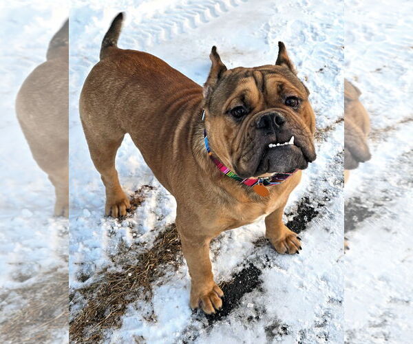 Medium Photo #2 Bulldog Puppy For Sale in Westminster, MA, USA