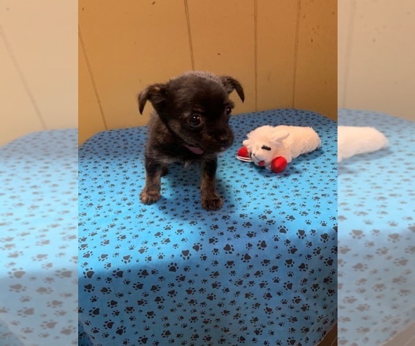 Medium Photo #3 Chihuahua Puppy For Sale in PATERSON, NJ, USA