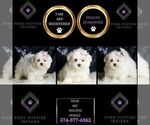 Small Photo #70 Maltese Puppy For Sale in WARSAW, IN, USA