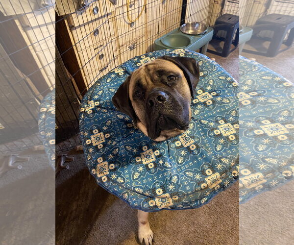 Medium Photo #3 Mastiff Puppy For Sale in McMinnville, OR, USA