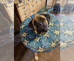 Small #2 Mastiff