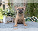 Puppy Sally French Bulldog