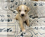 Small #1 Labrador Retriever Mix
