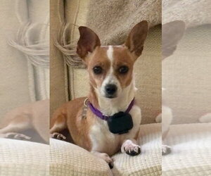 Chihuahua-Unknown Mix Dogs for adoption in Holly Springs, NC, USA