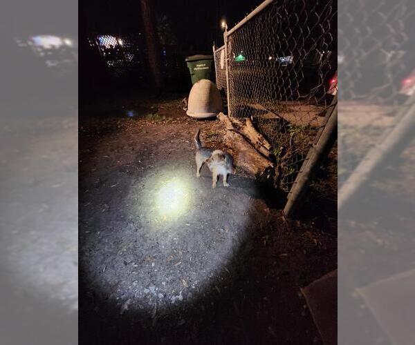 Medium Photo #1 Mutt Puppy For Sale in San Antonio, TX, USA