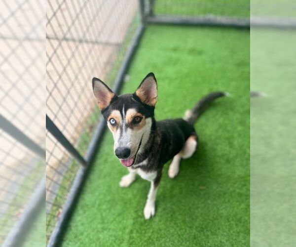 Medium Photo #8 Mutt Puppy For Sale in Rowlett, TX, USA