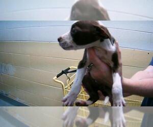 American Pit Bull Terrier Dogs for adoption in Tulsa, OK, USA