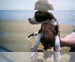 Small American Pit Bull Terrier