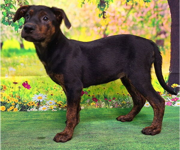 Medium Photo #2 Labrador Retriever-Unknown Mix Puppy For Sale in Wetumpka, AL, USA