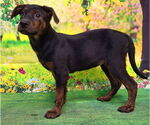 Small #1 Labrador Retriever Mix