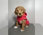 Puppy Red Royce Goldendoodle