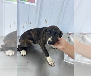 Mutt Dogs for adoption in Bakersfield, CA, USA