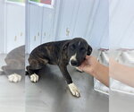 *NELLIE - Female Mutt Dog for Adoption - Small photo