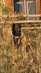 Small Photo #12 Malinois Puppy For Sale in EAGLE POINT, OR, USA
