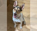 Small #3 Rat Terrier Mix