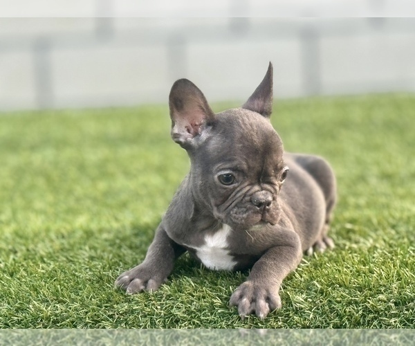 Medium Photo #12 French Bulldog Puppy For Sale in KANSAS CITY, MO, USA