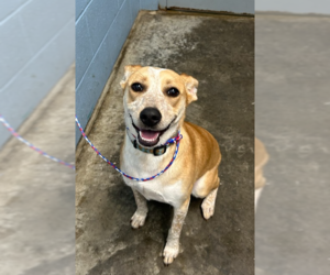 Mutt Dogs for adoption in Evansville, IN, USA