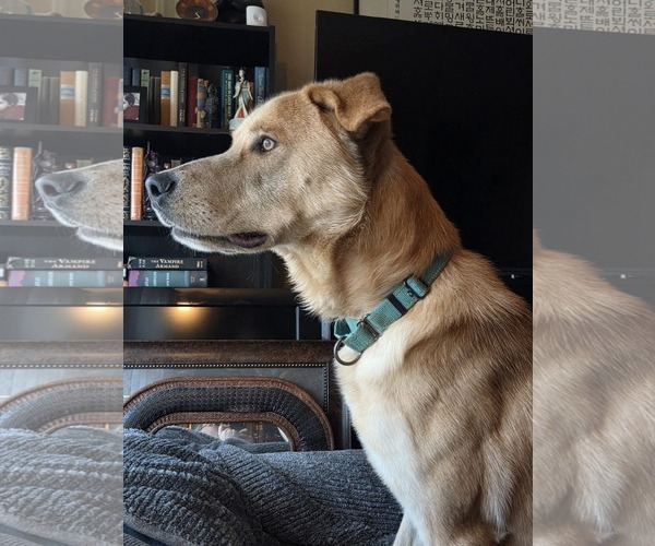 Medium Photo #3 Anatolian Shepherd-Unknown Mix Puppy For Sale in Rustburg, VA, USA