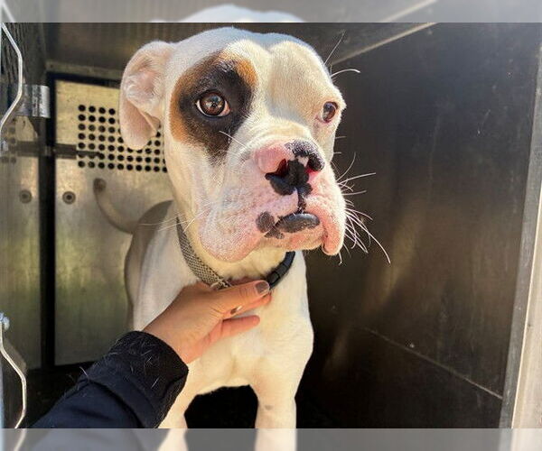 Medium Photo #1 Boxer Puppy For Sale in Rancho Cucamonga, CA, USA