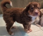 Puppy Tiger Eye Border-Aussie