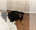 Small Photo #11 Rottweiler Puppy For Sale in PONTE VEDRA, FL, USA