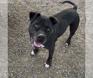 Mutt Dogs for adoption in Long Beach, CA, USA